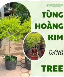 Cây tùng hoàng kim dáng tree tạo nên sự thanh lịch và hài hòa