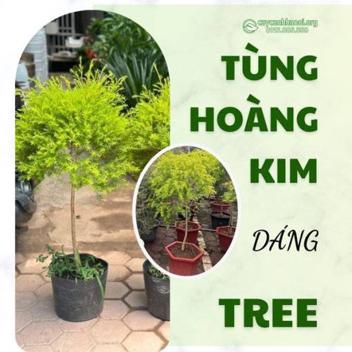 Cây tùng hoàng kim dáng tree tạo nên sự thanh lịch và hài hòa