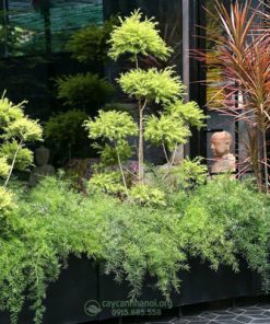 Tùng hoàng kim trồng chậu trang tri tạo cảnh quan sân vườn đẹp