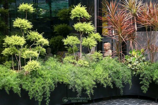 Tùng hoàng kim trồng chậu trang tri tạo cảnh quan sân vườn đẹp