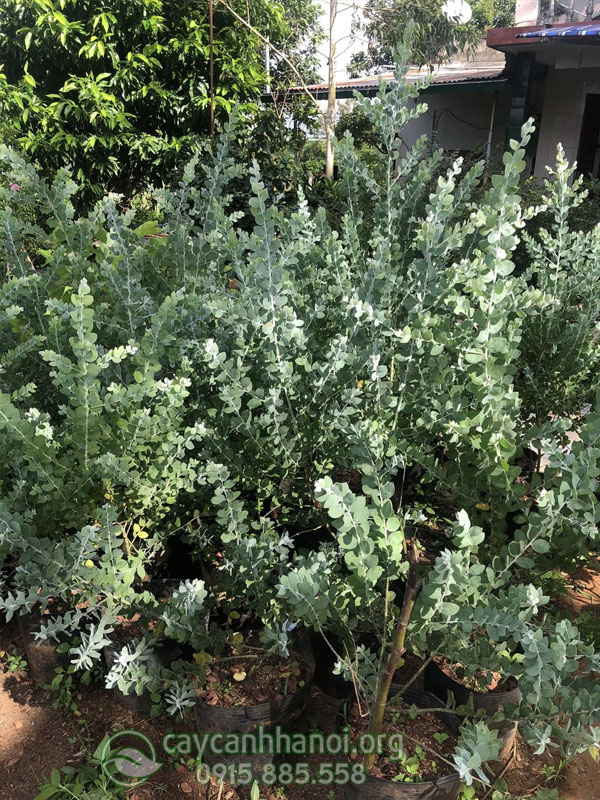 Vườn cây bán Mimosa tại Hà Nội