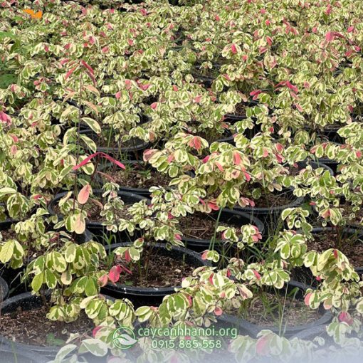 Vườn cây bridelia ovata giá sỉ tại Hà Nội