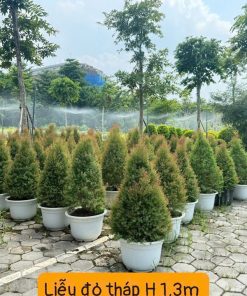 Vườn ươm cây liễu thái đỏ dáng tháp