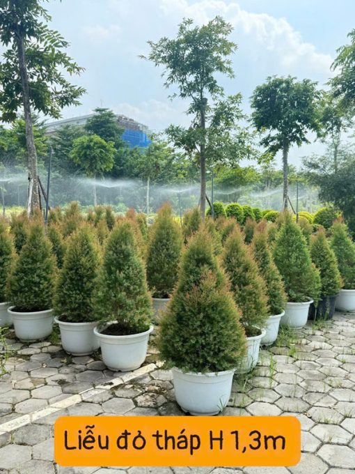 Vườn ươm cây liễu thái đỏ dáng tháp