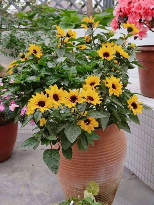 Ý nghĩa phong thủy cây hướng dương thân gỗ