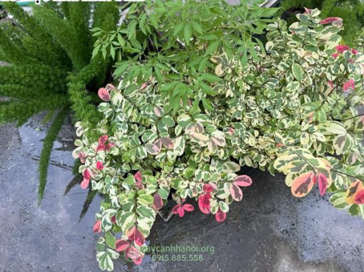 Ý nghĩa phong thủy cây lá ổi cẩm thạch