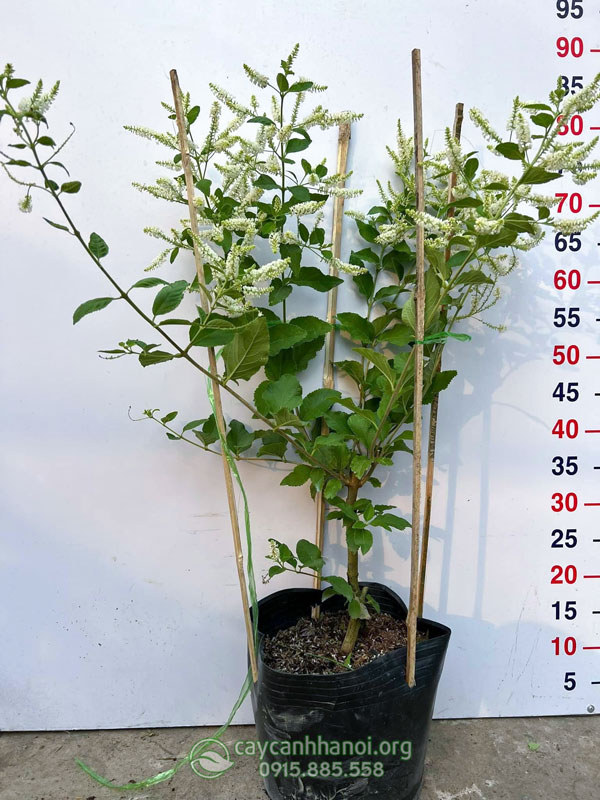 Bạch trầm hương là loài cây nhiệt đớt
