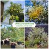 Cây Bách Chanh Vàng Grevillea