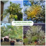 Cây Bách Chanh Vàng Grevillea Lime & Soda