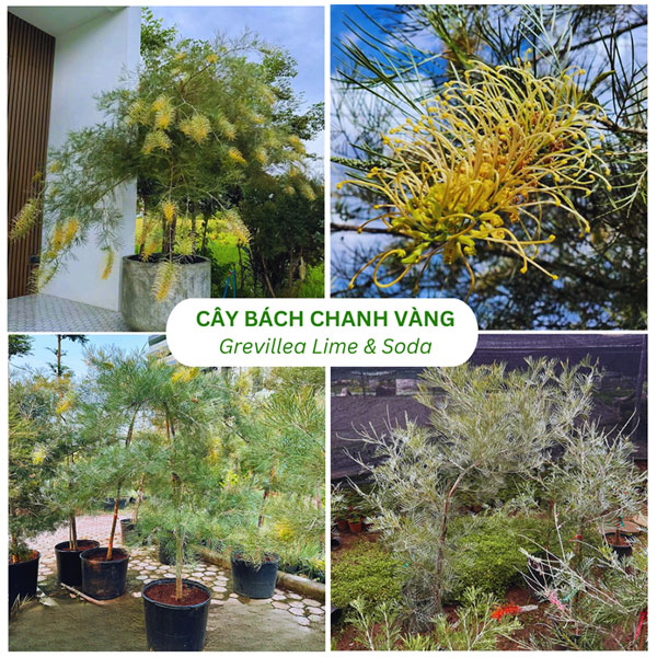 Cây Bách Chanh Vàng Grevillea