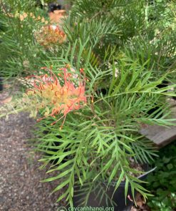 Bán cây Grevillea Superb giá rẻ