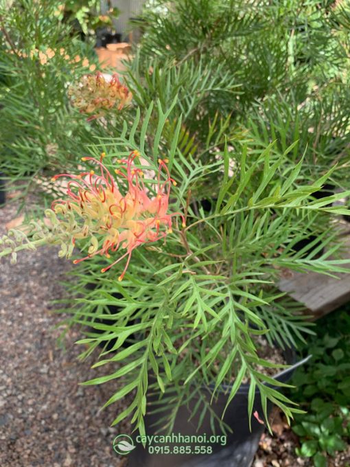 Bán cây Grevillea Superb giá rẻ
