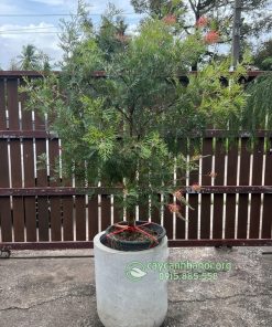 Bán cây cánh phượng grevillea superb trồng chậu đẹp