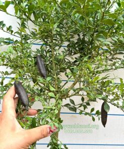 Bán giống cây chanh trứng cá hồi thuần tại Việt Nam