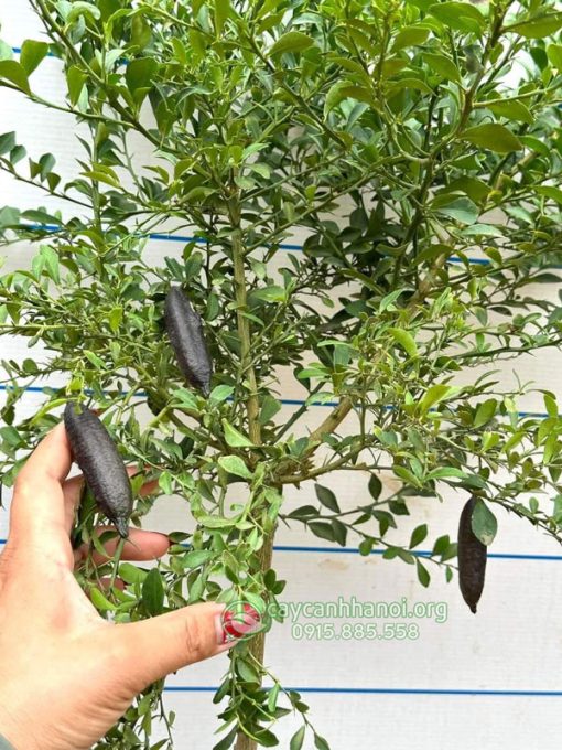Bán giống cây chanh trứng cá hồi thuần tại Việt Nam