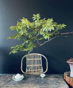 Bán muội hồng bonsai đặt phòng trà