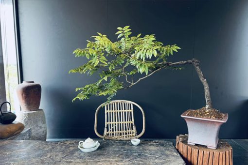Bán muội hồng bonsai đặt phòng trà