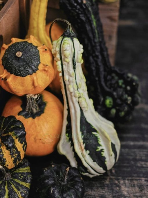 Bí ngô hồ lô độc đáo trang trí Halloween