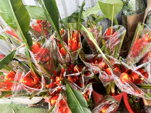 Bó hoa chuối rừng đỏ