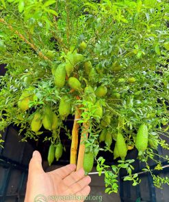 Cách chăm sóc cây chanh ngón tay trĩu quả