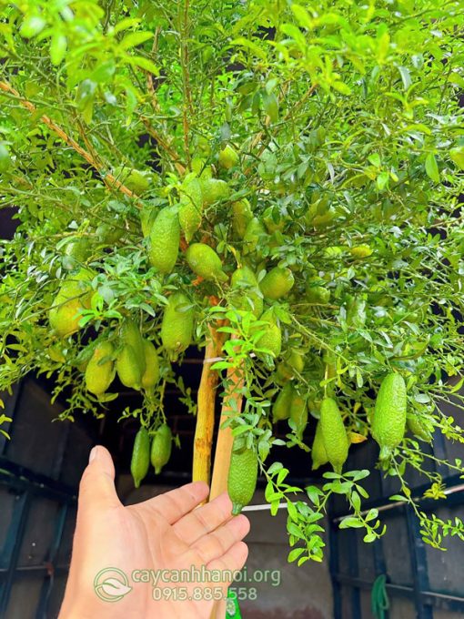 Cách chăm sóc cây chanh ngón tay trĩu quả