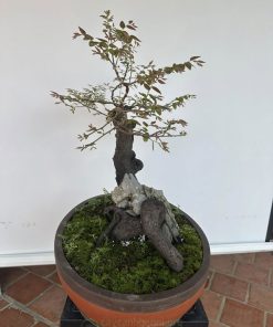 Cách chăm cây phong thủy muội hồng