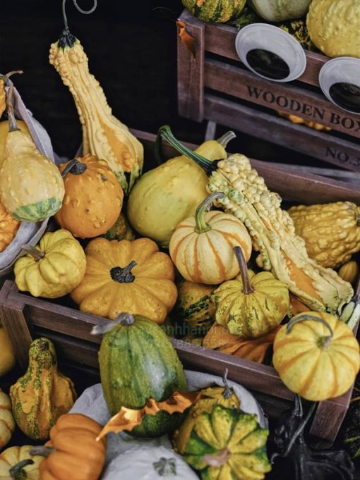 Cách chọn quả bí ngô độc đáo trang trí mùa lễ hội