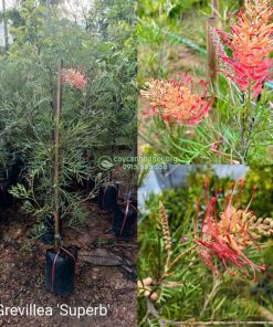 Cách nhận biết cây cánh phượng Grevillea Superb 