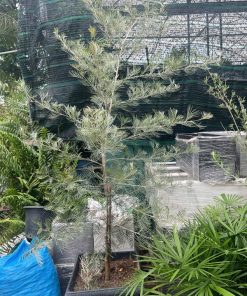 Cách trồng cây bách chanh vàng