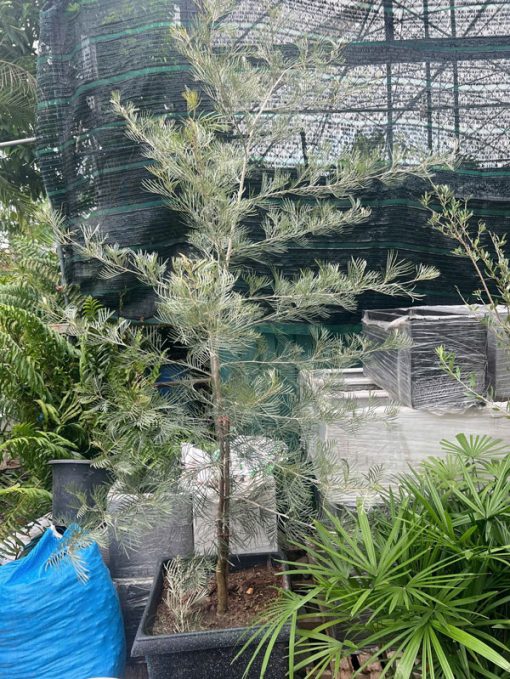 Cách trồng cây bách chanh vàng