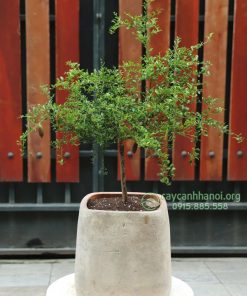 Cách trồng cây chanh ngón tay trong chậu