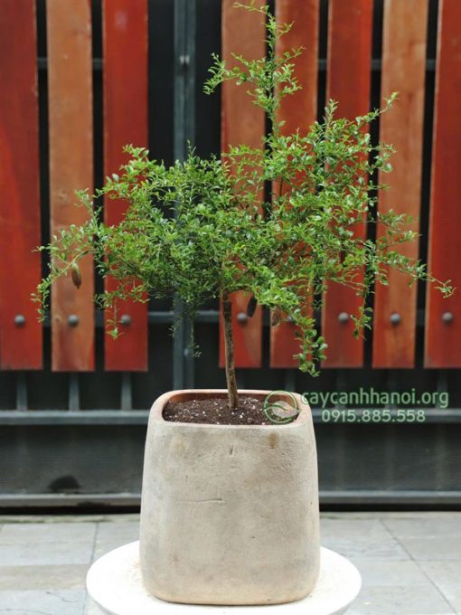 Cách trồng cây chanh ngón tay trong chậu