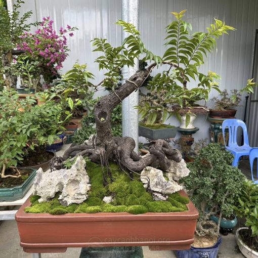 Giá bán cây muội hồng