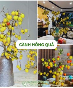 Cành hồng quả đẹp