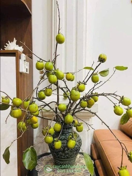 Cành hồng quả decor phòng khách đẹp