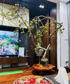 Cành hồng quả size lớn