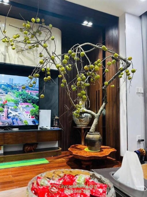 Cành hồng quả size lớn