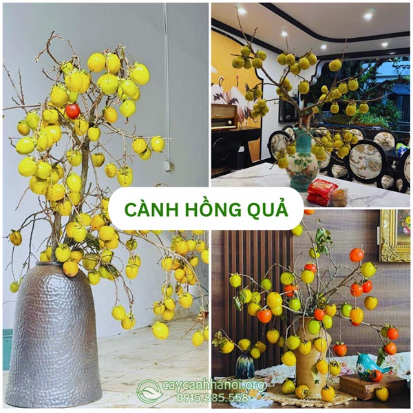 Cành hồng quả đẹp