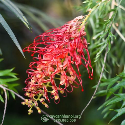 Cánh phượng Grevillea ‘Robyn Gordon’