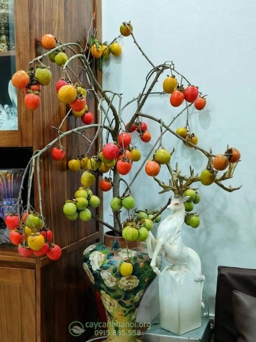 Cành quả hồng có quả với nhiều màu sắc đẹp