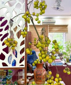 Cành quả hồng mang vẻ đẹp tự nhiên