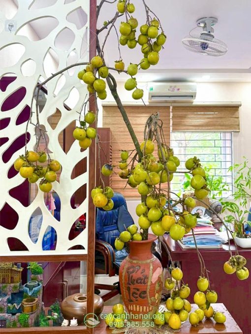 Cành quả hồng mang vẻ đẹp tự nhiên