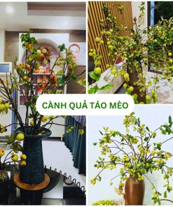 Cành quả táo mèo