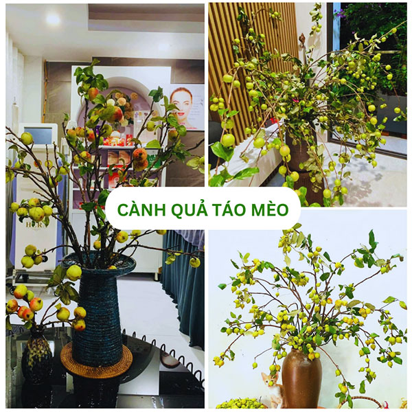Cành quả táo mèo