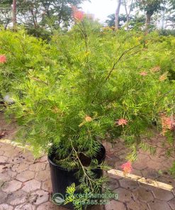 Cây Grevillea ‘Superb’ là loại cây có nguồn gốc từ Úc