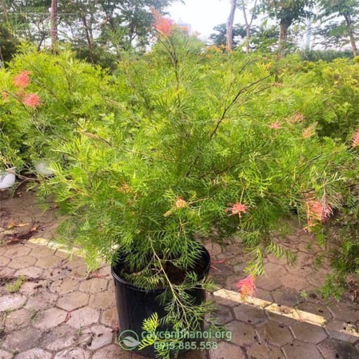 Cây Grevillea ‘Superb’ là loại cây có nguồn gốc từ Úc
