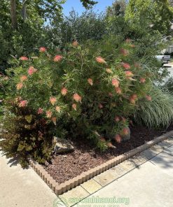 Cây bách chanh Grevillea ‘Superb’ trồng sân vườn