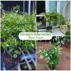 Cây bạch trầm hương đẹp