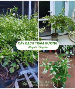 Cây bạch trầm hương đẹp