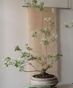 Cây bạch trầm hương trồng bonsai